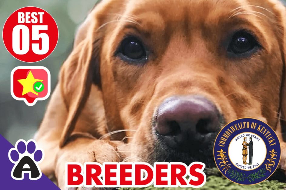 Best 5 Reviewed Golden Retriever Breeders In Kentucky 2021 (Puppies For Sale in KY)