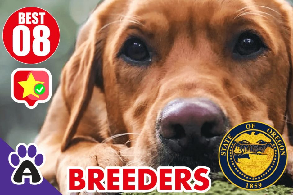 Best 8 Reviewed Golden Retriever Breeders In Oregon 2021 (Puppies For Sale in OR)
