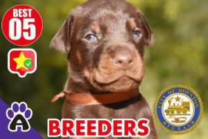 Best 5 Reviewed Rottweiler Breeders In Houston TX 2021 (Puppies For Sale in TX)