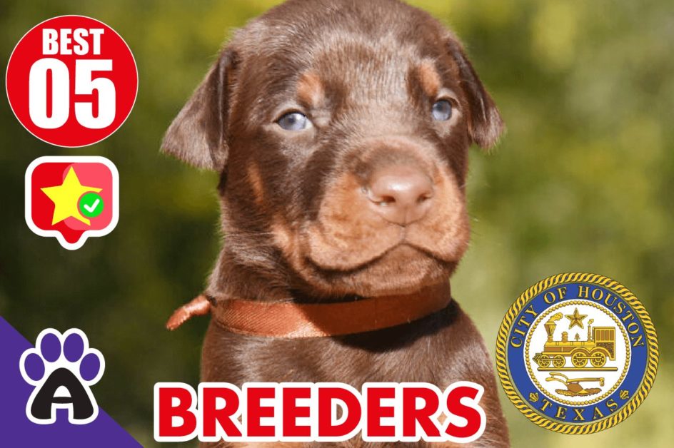 Best 5 Reviewed Rottweiler Breeders In Houston TX 2021 (Puppies For Sale in TX)