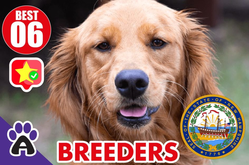 Best 6 Reviewed Golden Retriever Breeders In New Hampshire 2021 (Puppies For Sale in NH)