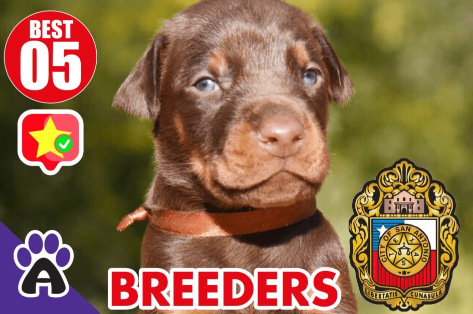 Best 5 Reviewed Rottweiler Breeders In San Antonio TX 2021 (Puppies For Sale in TX)