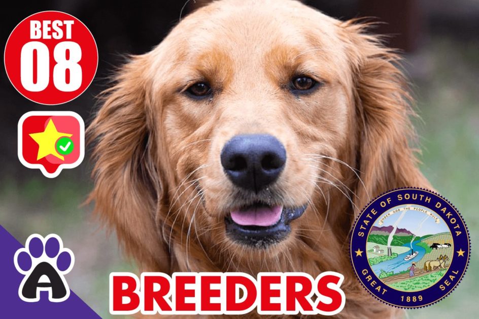 Best 8 Reviewed Golden Retriever Breeders In South Dakota 2021 (Puppies For Sale in SD)