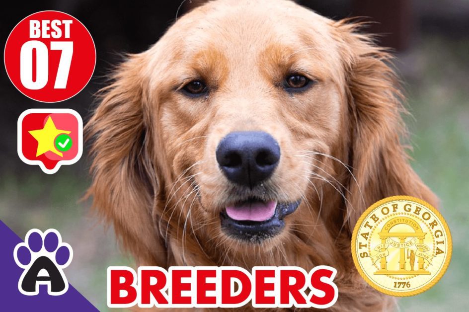 Best 7 Reviewed Golden Retriever Breeders In Georgia 2021 (Puppies For Sale in GA)