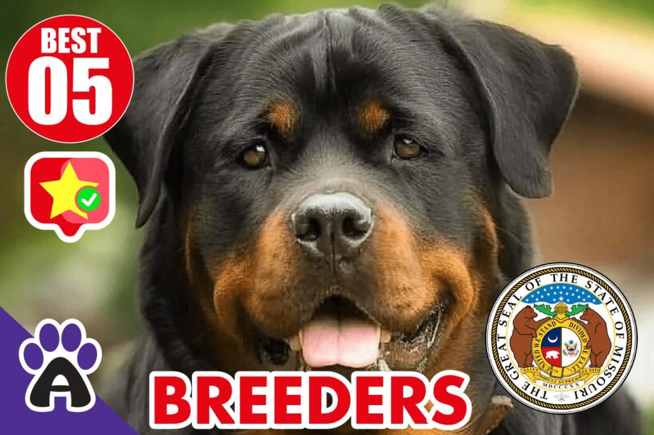 Best 5 Reviewed Rottweiler Breeders In Missouri 2021 (Puppies For Sale in MO)