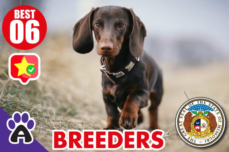 6 Best Reviewed Dachshund Breeders In Missouri 2021 (Puppies For Sale in MO)