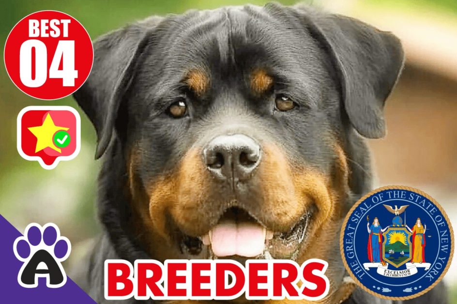 Best 4 Reviewed Rottweiler Breeders In New York 2021 (Puppies For Sale in NY)