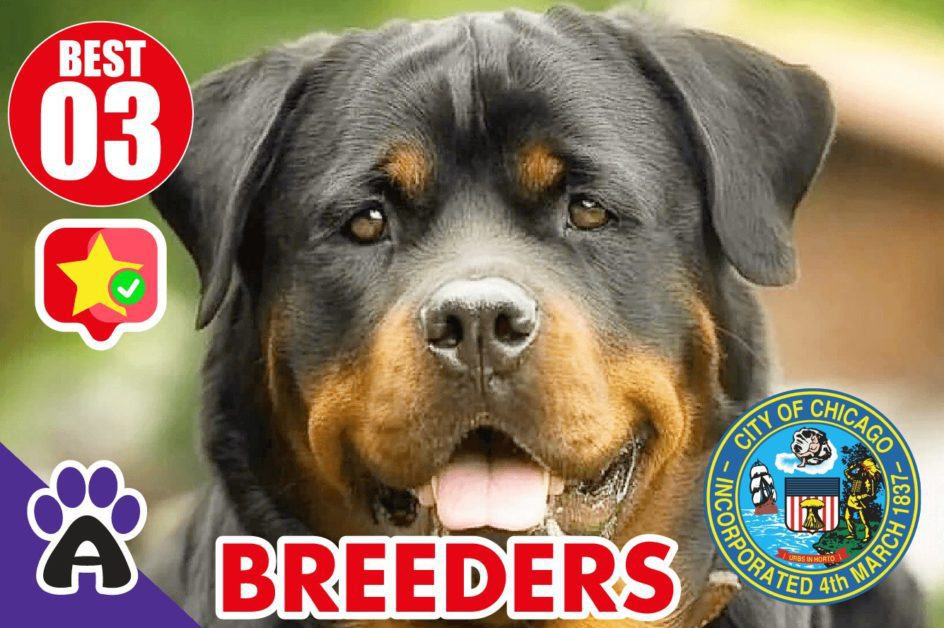 Best 3 Reviewed Rottweiler Breeders In Chicago IL 2021 (Puppies For Sale in IL)
