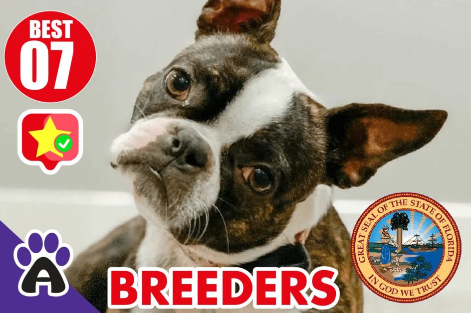 Best 7 Reviewed Boston Terrier Breeders In Florida 2021 (Puppies For Sale in FL)