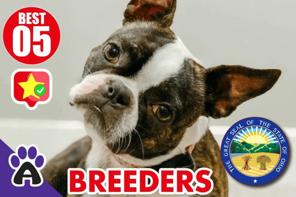 Best 5 Reviewed Boston Terrier Breeders In Ohio 2021 (Puppies For Sale in OH)