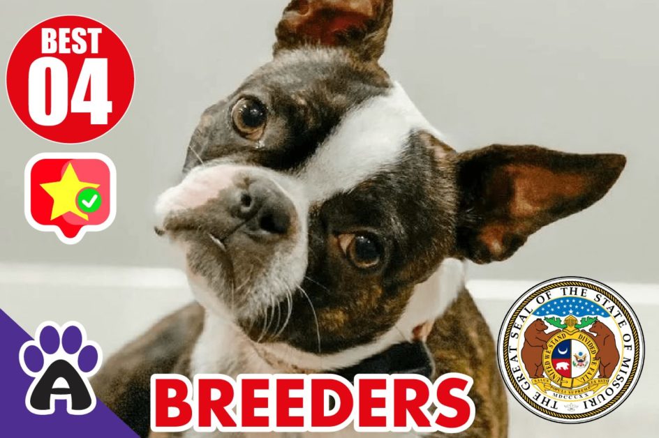 4 Best Reviewed Boston Terrier Breeders In Missouri 2021 (Puppies For Sale in MO)