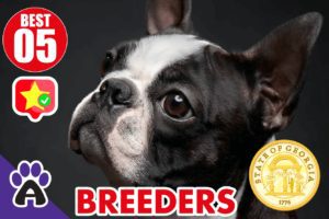 5 Best Reviewed Boston Terrier Breeders In Georgia 2021 (Puppies For Sale in GA)