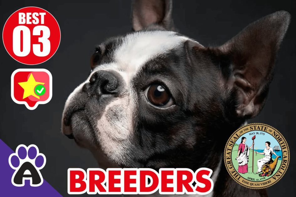 3 Best Reviewed Boston Terrier Breeders In North Carolina 2021 (Puppies For Sale in NC)