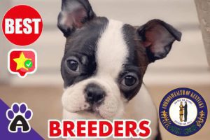 Best Reviewed Boston Terrier Breeders In Kentucky 2021 (Puppies For Sale in KY)