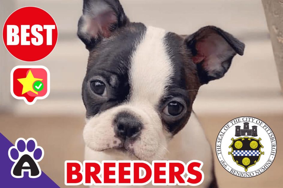 Best Reviewed Boston Terrier Breeders In Pittsburg 2021 (Puppies For Sale in PA)