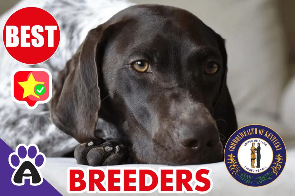 Best Reviewed German Shorthaired Breeders In Kentucky 2021 | Puppies For Sale in KY