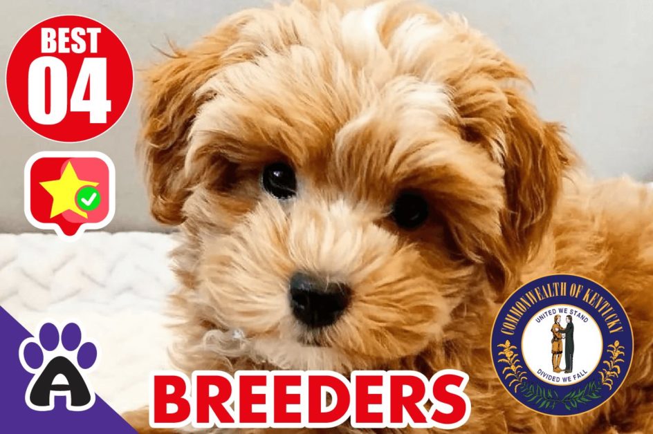 Best 4 Reviewed Cockapoo Breeders In Kentucky 2021 | Cockapoo Puppies For Sale in KY