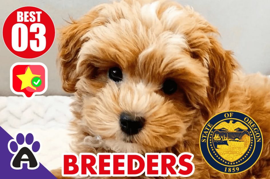 Best 3 Reviewed Cockapoo Breeders In Oregon 2021 | Cockapoo Puppies For Sale in OR