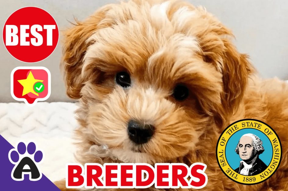 Best Reviewed Cockapoo Breeders In Washington 2021 | Cockapoo Puppies For Sale in WA