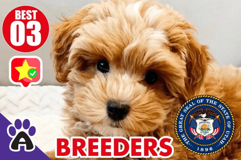 Best 3 Reviewed Cockapoo Breeders In Utah 2021 | Cockapoo Puppies For Sale in UT