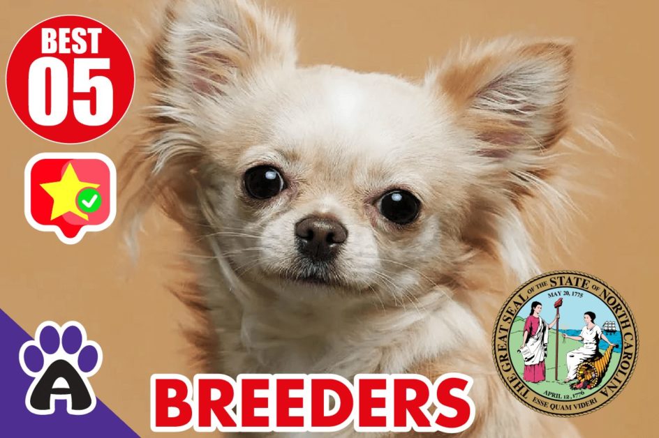 Best 5 Reviewed Chihuahua Breeders In North Carolina 2021 | Chihuahua Puppies For Sale in NC