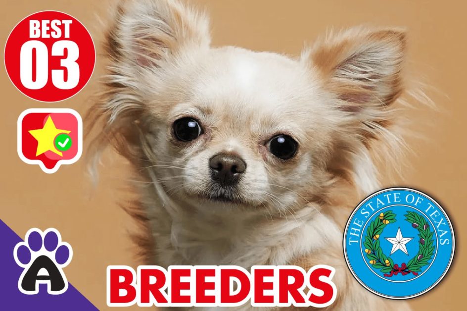 Best 3 Reviewed Chihuahua Breeders In Texas 2021 | Chihuahua Puppies For Sale in TX
