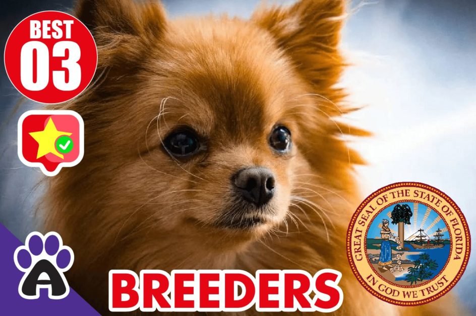 Best 3 Reviewed Chihuahua Breeders In Florida 2021 | Chihuahua Puppies For Sale in FL