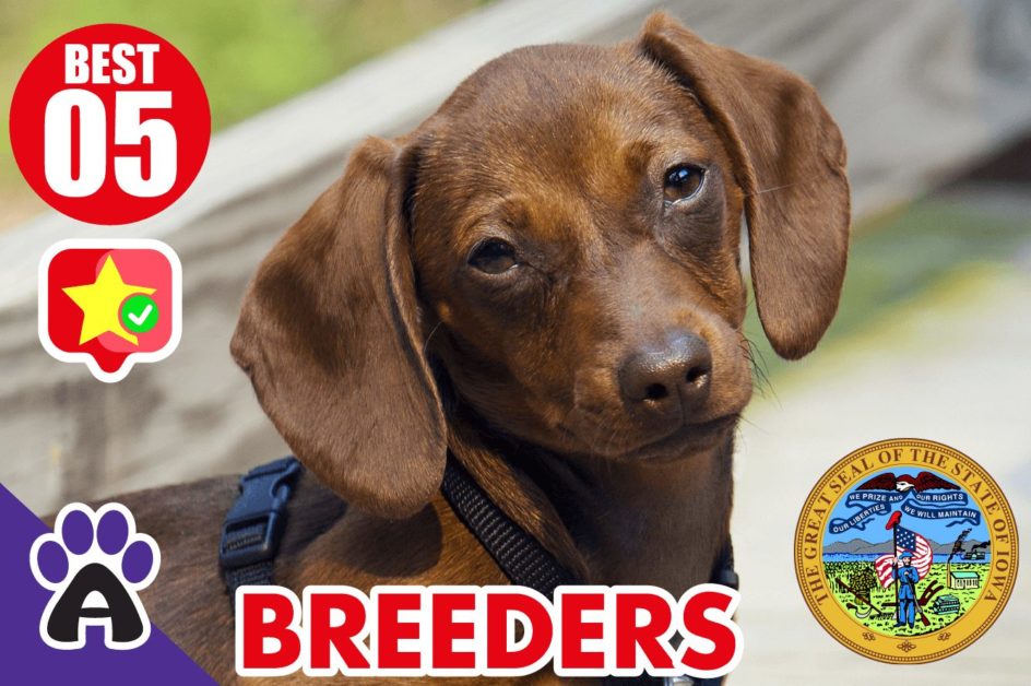 5 Best Reviewed Dachshund Breeders In Iowa 2021 (Puppies For Sale in IA)