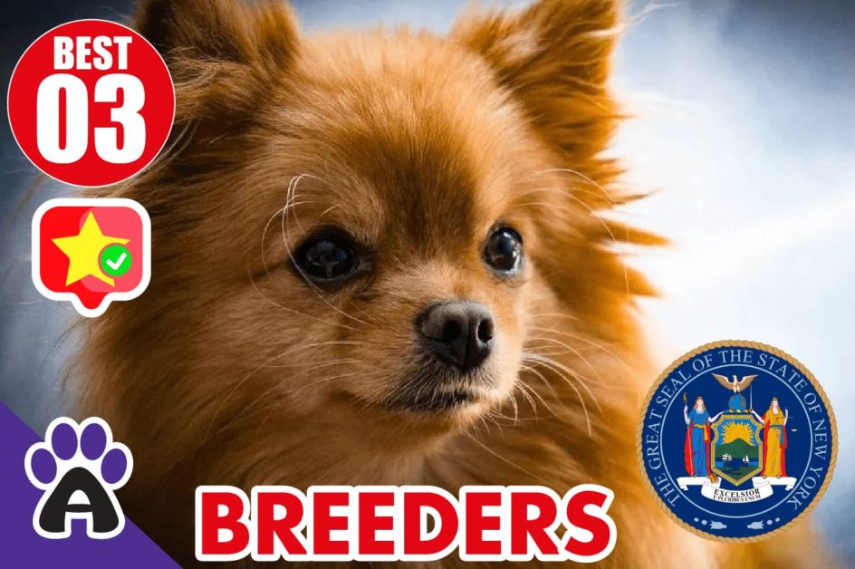 Best 3 Reviewed Chihuahua Breeders In New York 2021 | Chihuahua Puppies For Sale in NY