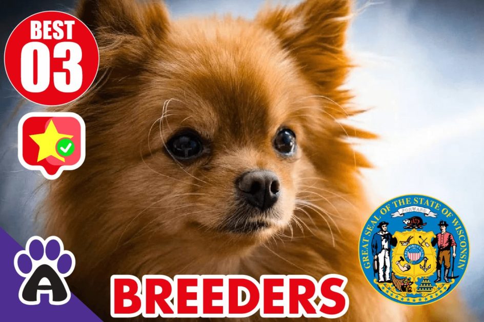 Best 3 Reviewed Chihuahua Breeders In Wisconsin 2021 | Chihuahua Puppies For Sale in WI