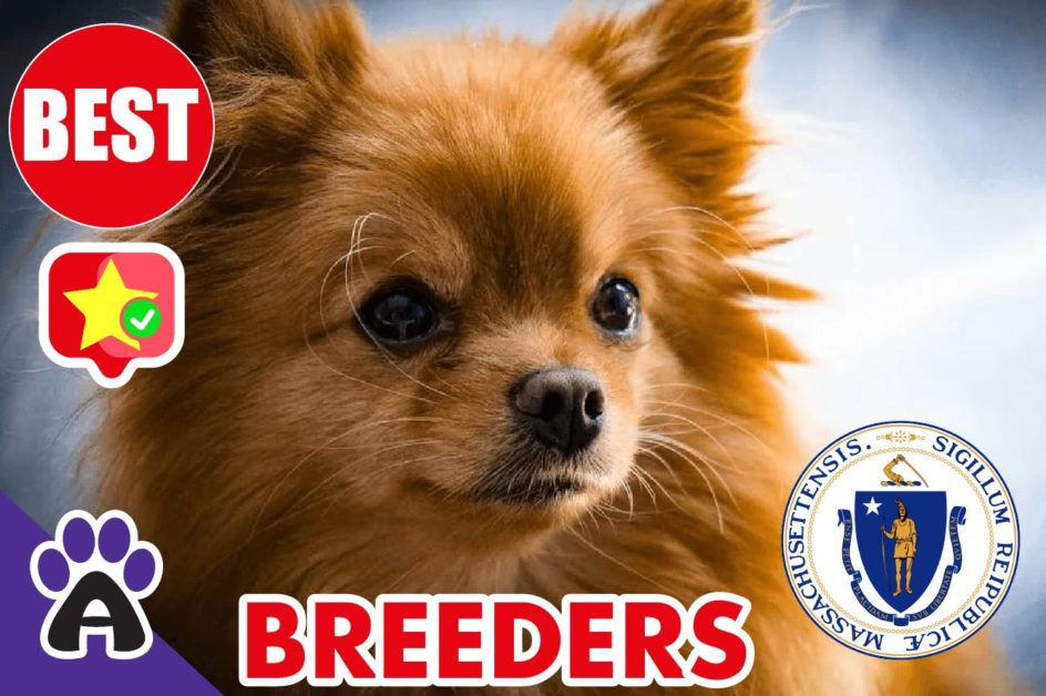 Best Reviewed Chihuahua Breeders In Massachusetts 2021 | Chihuahua Puppies For Sale in MA