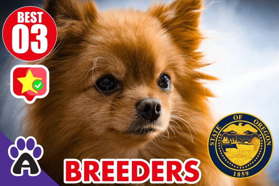 Best 3 Reviewed Chihuahua Breeders In Oregon 2021 | Chihuahua Puppies For Sale in OR