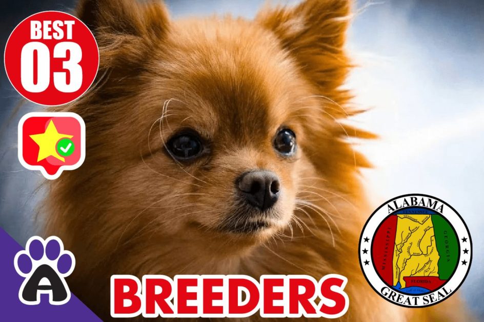 Best 3 Reviewed Chihuahua Breeders In Alabama 2021 | Chihuahua Puppies For Sale in AL