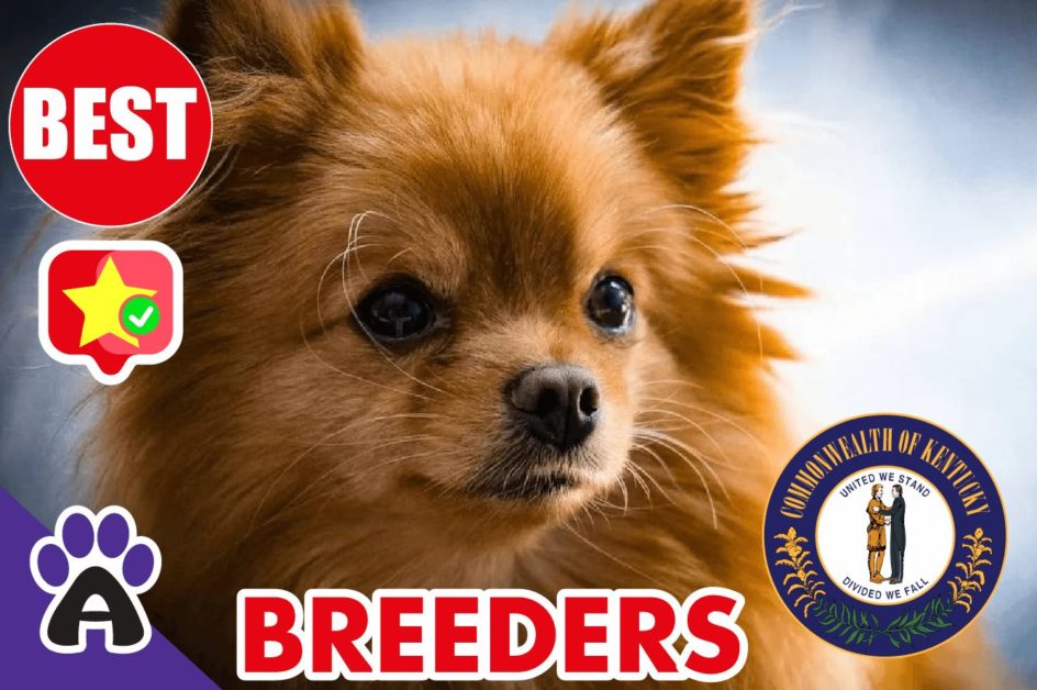 Best 2 Reviewed Chihuahua Breeders In Kentucky 2021 | Chihuahua Puppies For Sale in KY
