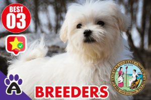 Best 3 Reviewed Coton de Tulear Breeders In North Carolina 2021 | Coton Puppies For Sale in NC