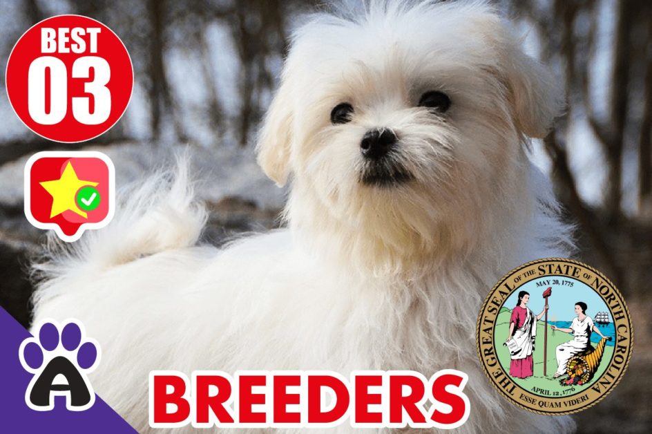 Best 3 Reviewed Coton de Tulear Breeders In North Carolina 2021 | Coton Puppies For Sale in NC