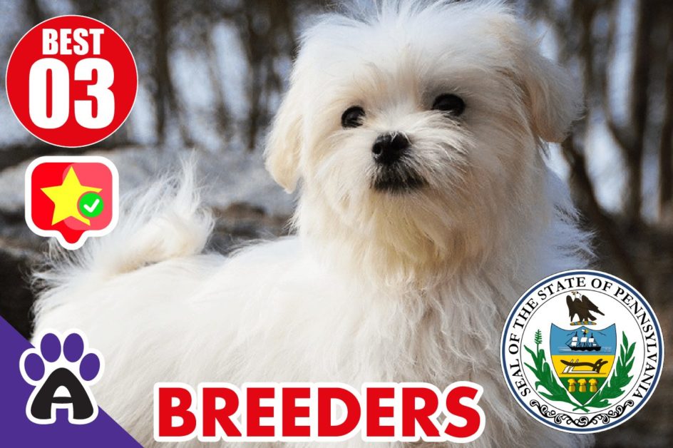 Best 3 Reviewed Coton de Tulear Breeders In pennsylvania 2021 | Coton Puppies For Sale in PA
