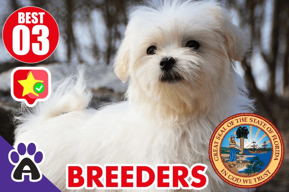 Best 3 Reviewed Coton de Tulear Breeders In Florida 2021 | Coton Puppies For Sale in FL