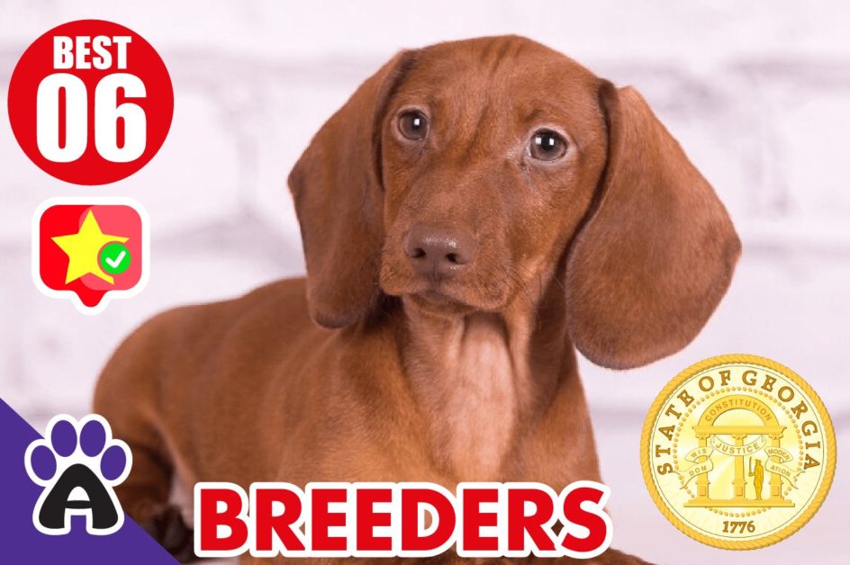 6 Best Reviewed Dachshund Breeders In Georgia 2021 (Puppies For Sale in GA)