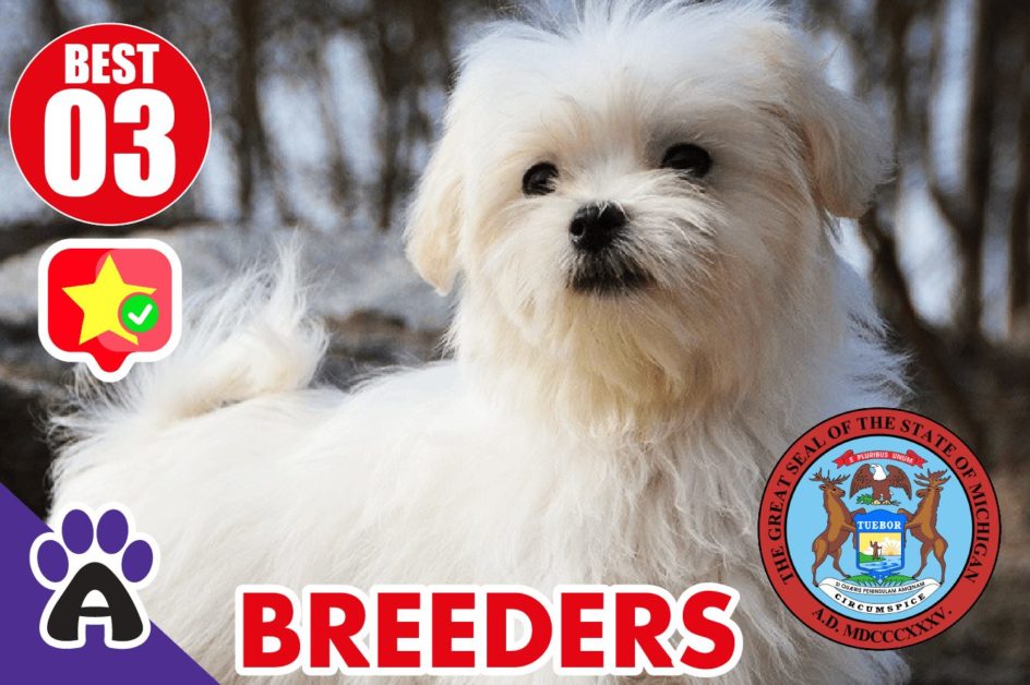 Best 3 Reviewed Coton de Tulear Breeders In Michigan 2021 | Coton Puppies For Sale in MI