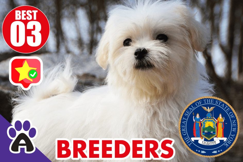 Best 3 Reviewed Coton de Tulear Breeders In New York 2021 | Coton Puppies For Sale in NW