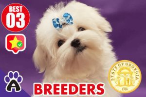 Best 3 Reviewed Maltese Breeders In Georgia 2021 | Maltese Puppies For Sale in GA