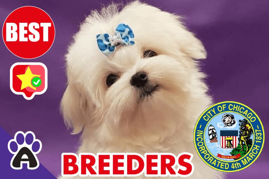 Best Reviewed Maltese Breeders In Chicago 2021 | Maltese Puppies For Sale in Chicago