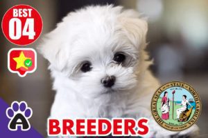 Best 4 Reviewed Maltese Breeders In North Carolina 2021 | Maltese Puppies For Sale in NC