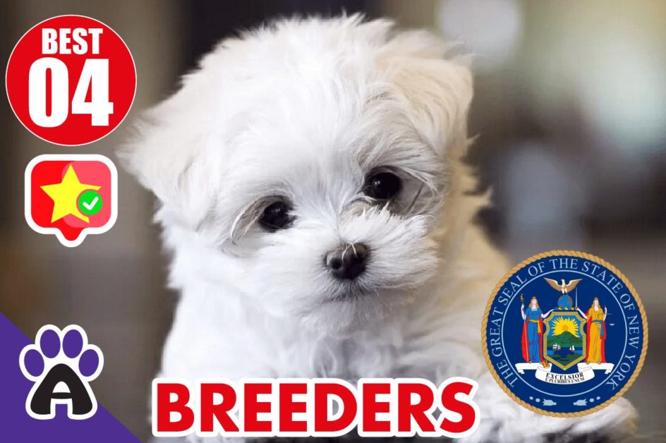 Best 4 Reviewed Maltese Breeders In New York 2021 | Maltese Puppies For Sale in NY