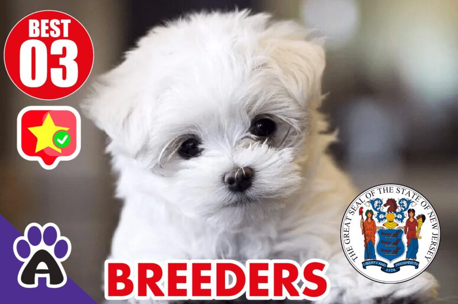 Best 3 Reviewed Maltese Breeders In New Jersey 2021 | Maltese Puppies For Sale in NJ