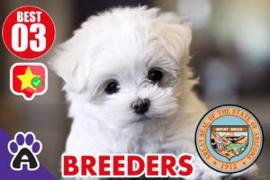 Best 3 Reviewed Maltese Breeders In Arizona 2021 | Maltese Puppies For Sale in AZ
