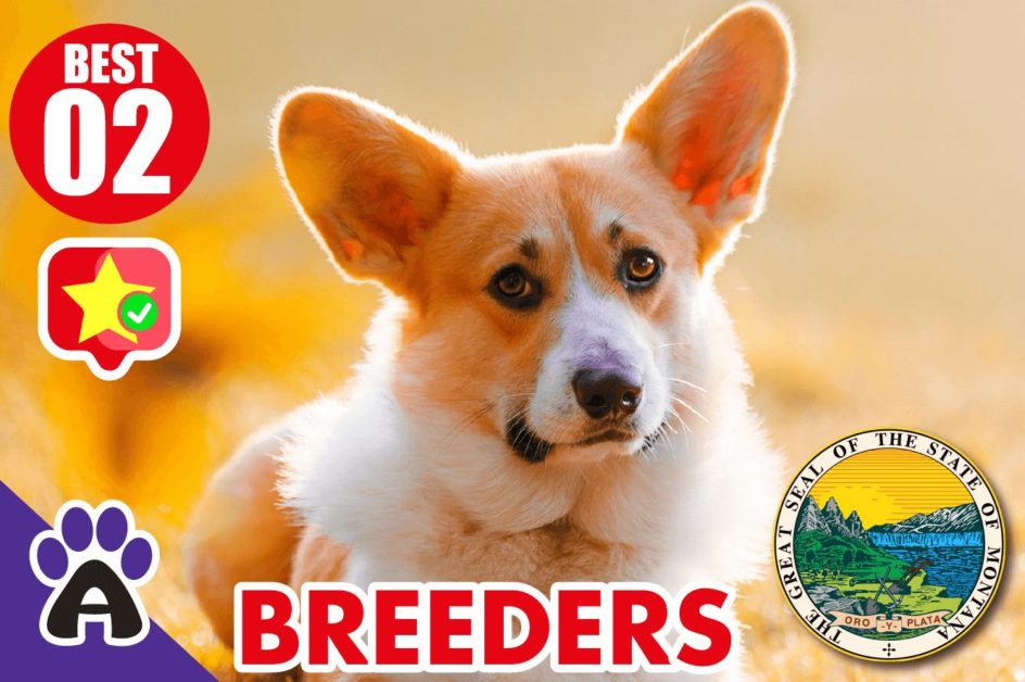 2 Best Reviewed Corgi Breeders in Montana 2021 (Puppies for Sale MT)