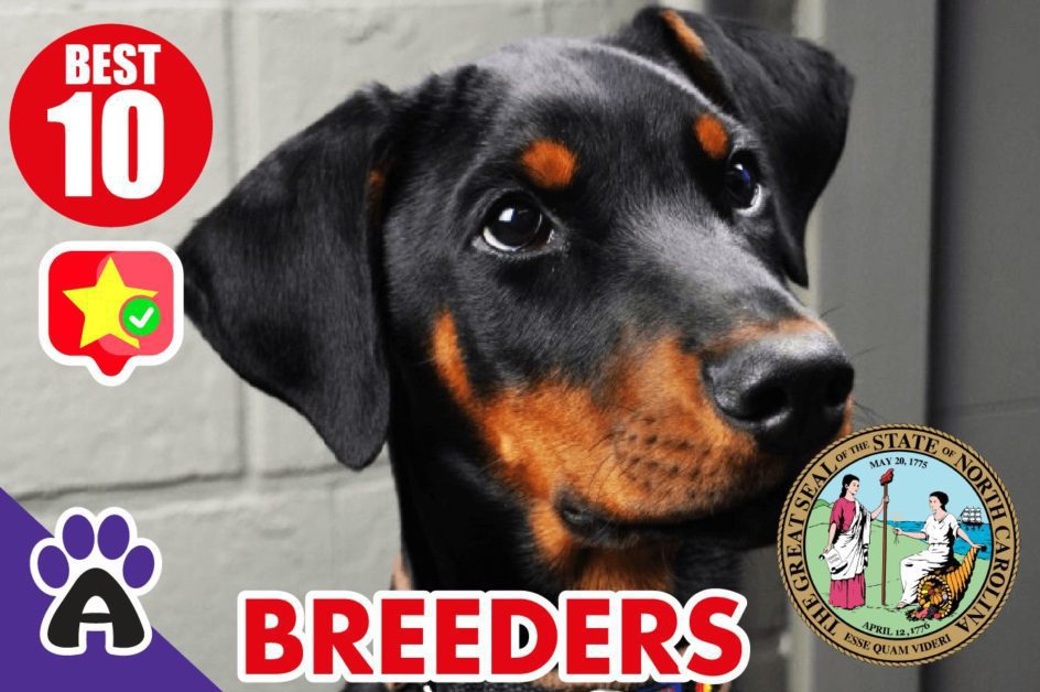 10 Best Reviewed Doberman Breeders In North Carolina 2021 (Puppies For Sale in NC)
