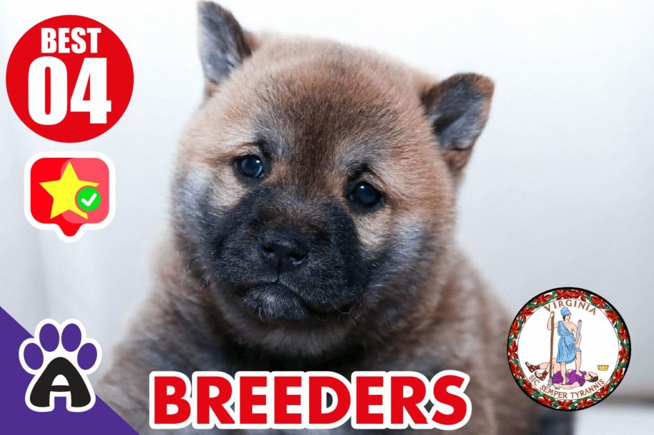 4 Best Reviewed Akita Breeders In Virginia 2021 (Puppies For Sale)